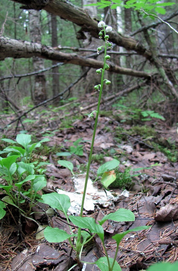 Изображение особи Pyrola minor.