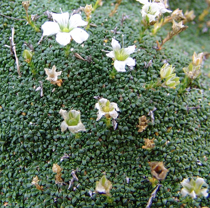 Изображение особи Gypsophila imbricata.