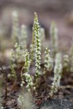 Psylliostachys leptostachya