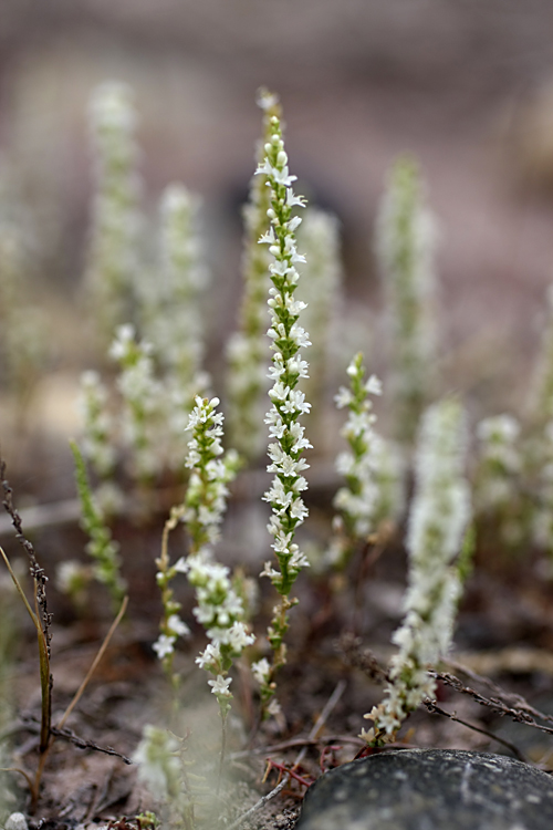 Изображение особи Psylliostachys leptostachya.