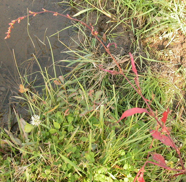 Image of Persicaria hydropiper specimen.