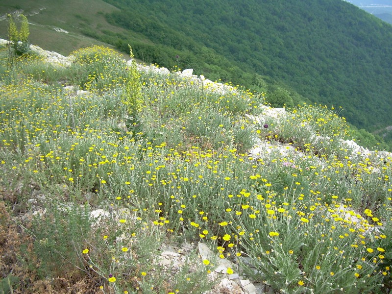 Изображение особи Anthemis markhotensis.