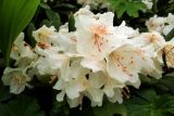 Rhododendron caucasicum