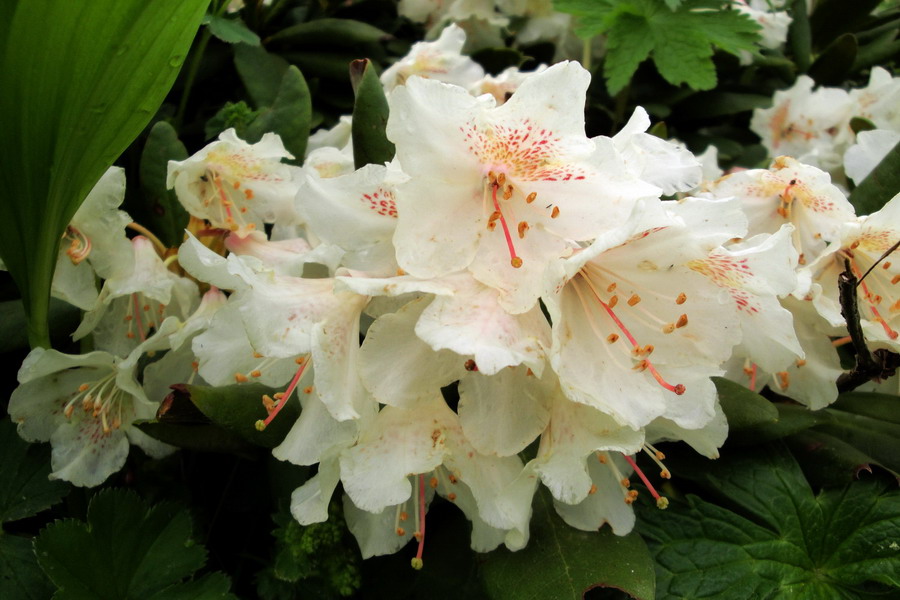 Изображение особи Rhododendron caucasicum.