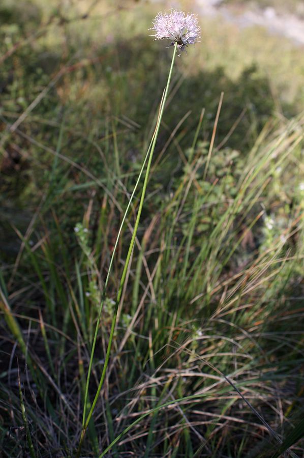 Изображение особи Allium clathratum.