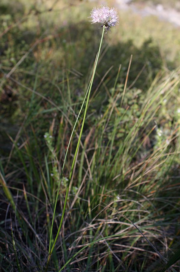 Image of Allium clathratum specimen.