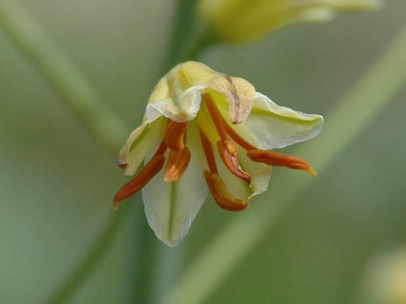 Image of Eremurus czatkalicus specimen.