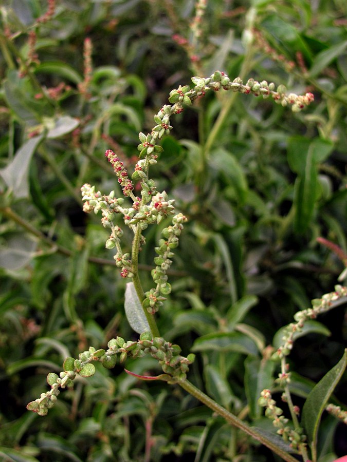 Image of Atriplex sagittata specimen.