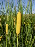 Typha tichomirovii