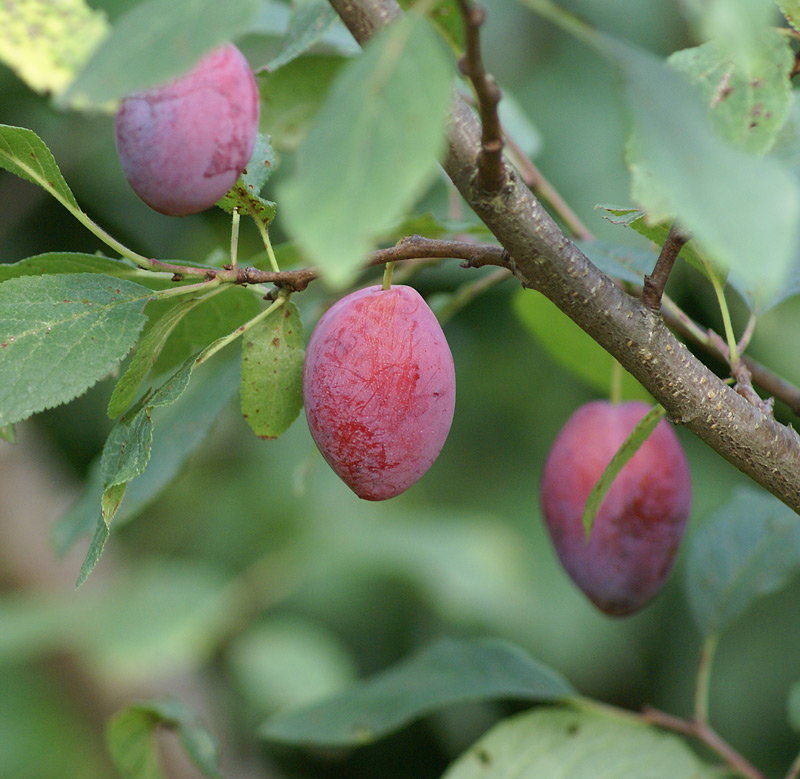 Изображение особи Prunus domestica.