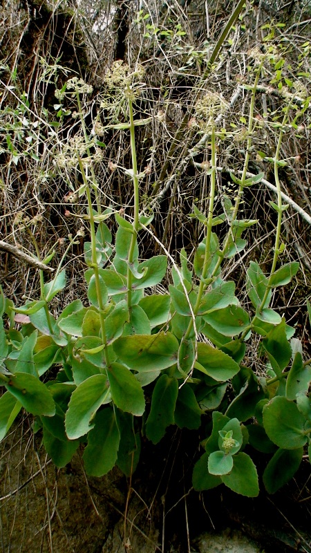 Изображение особи Hylotelephium caucasicum.