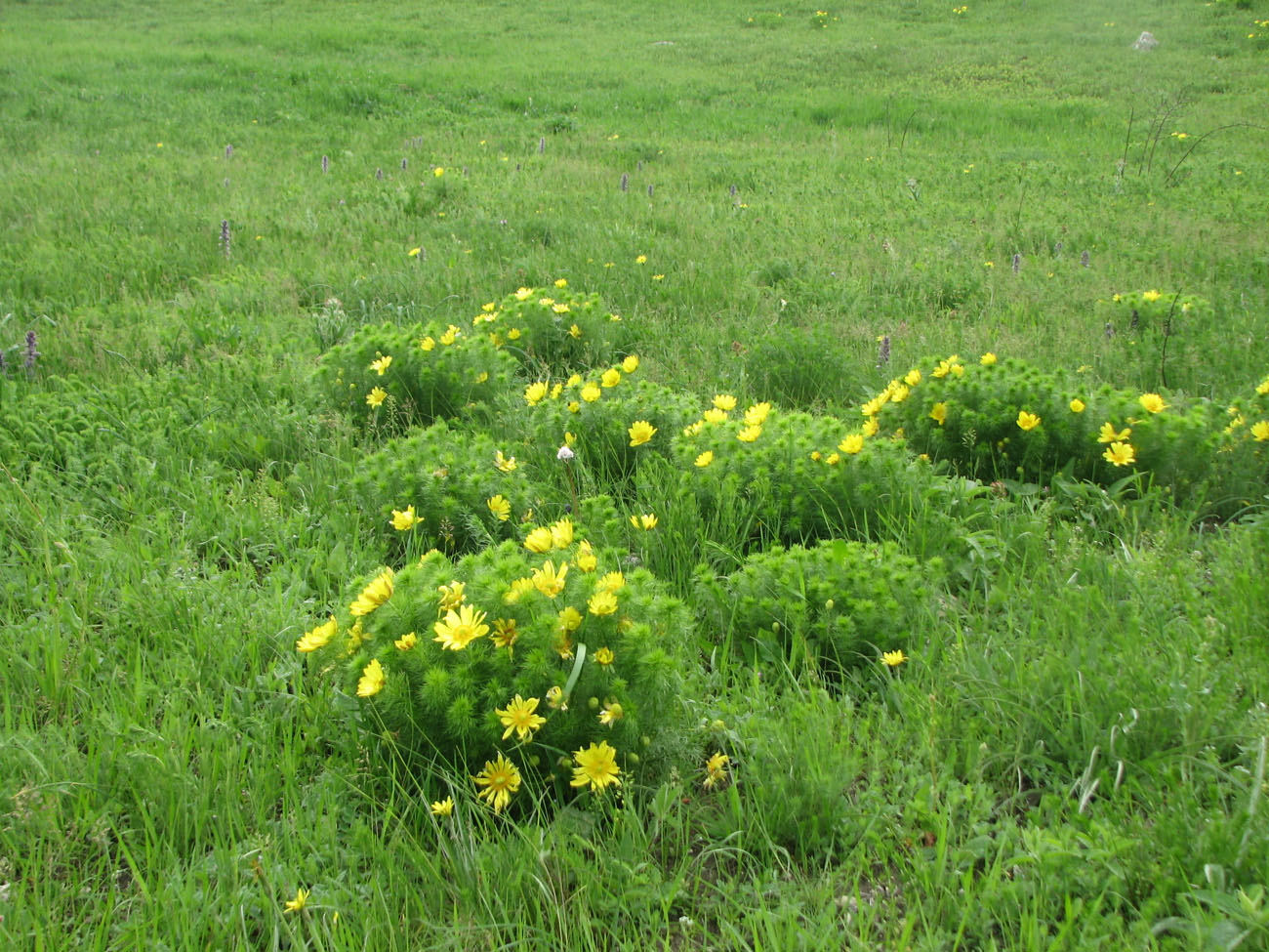 Image of Adonis vernalis specimen.