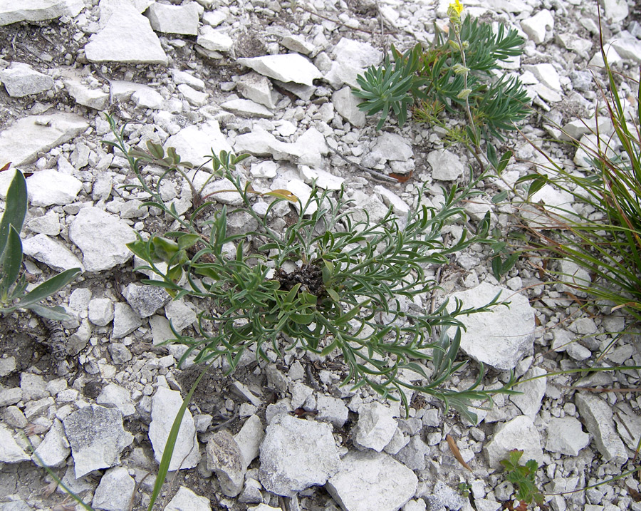 Image of Genista compacta specimen.