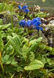 Dracocephalum grandiflorum. Цветущее растение. Забайкалье, хребет Кодар. Конец июля-начало августа.
