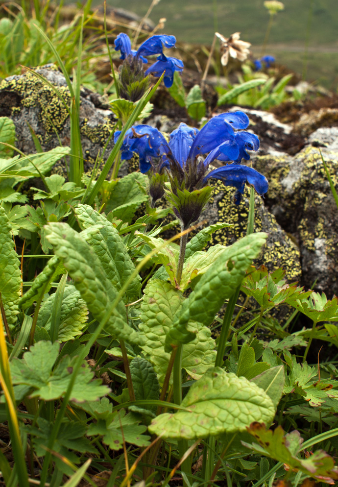 Изображение особи Dracocephalum grandiflorum.