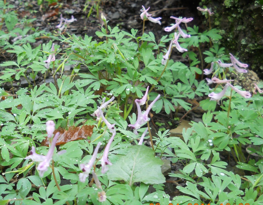 Image of Corydalis paczoskii specimen.