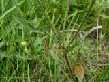 Crepis rhoeadifolia