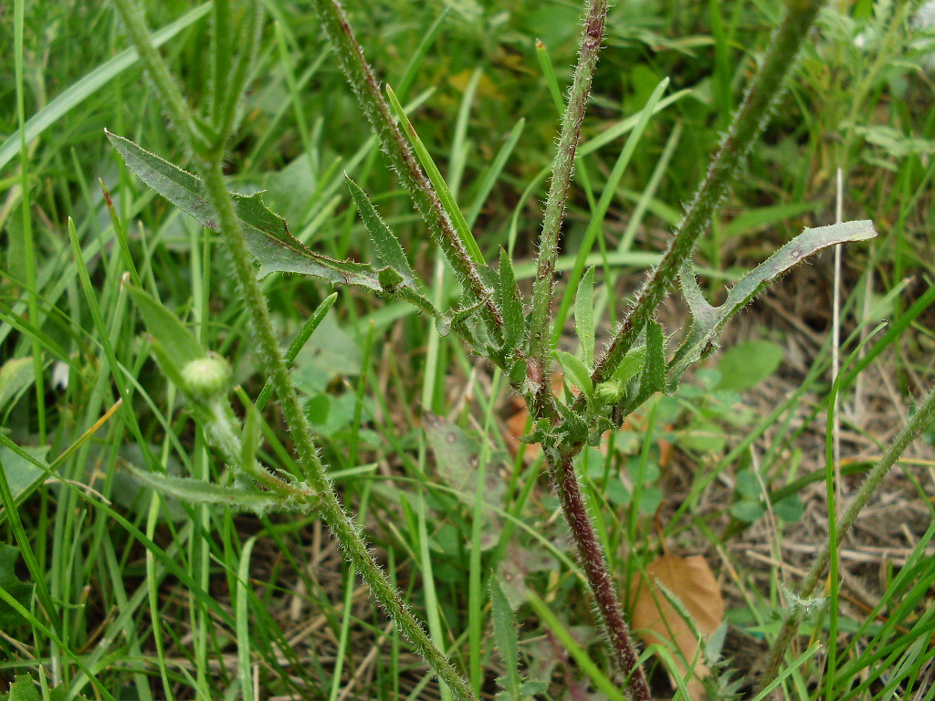 Изображение особи Crepis rhoeadifolia.