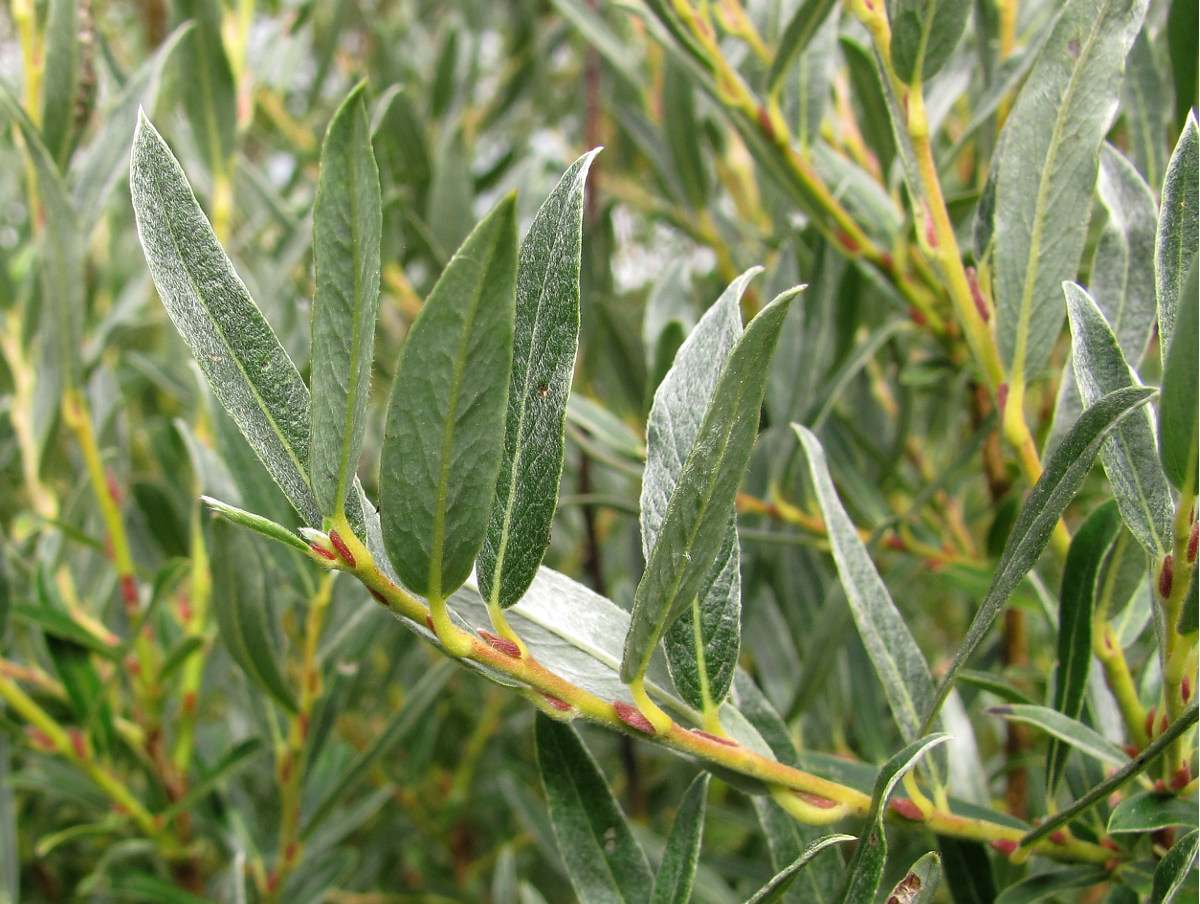 Image of Salix rosmarinifolia specimen.