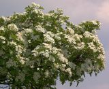 Crataegus monogyna. Часть кроны цветущего растения. Украина, Закарпатская обл., Свалявский р-н, опушка леса возле с. Солочин. 27 мая 2011 г.