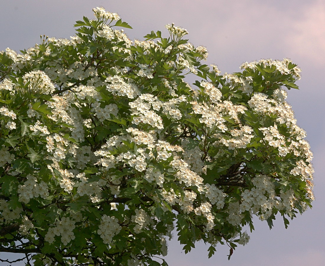 Image of Crataegus monogyna specimen.