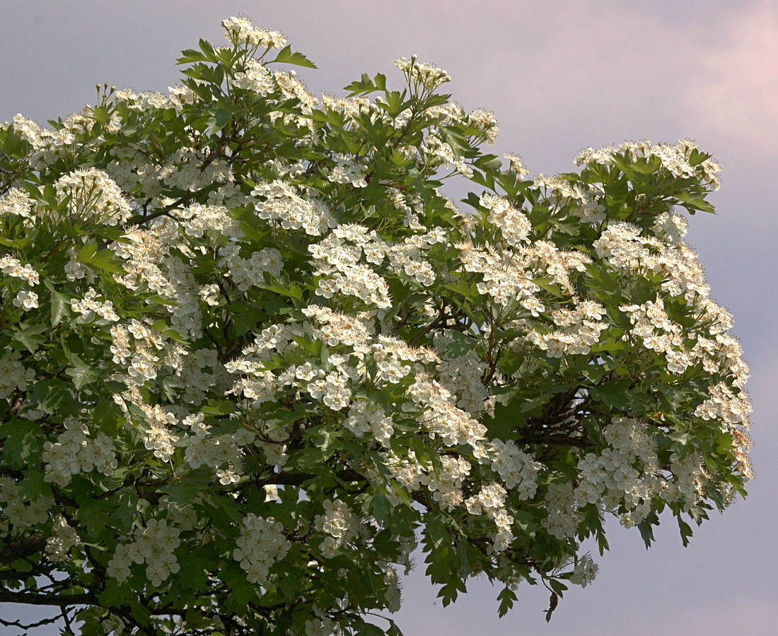 Изображение особи Crataegus monogyna.