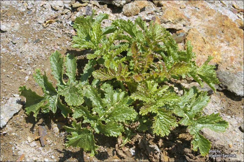 Image of Crambe koktebelica specimen.