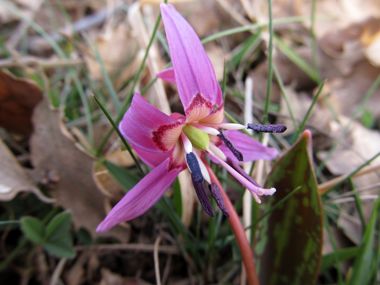 Изображение особи Erythronium dens-canis.