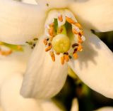 Citrus sinensis. Часть цветка. Израиль, Шарон, г. Герцлия, сад цитрусовых. 03.04.2012.