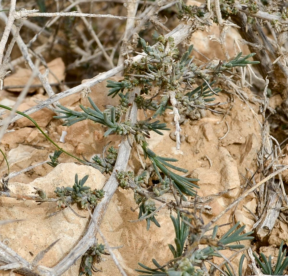 Изображение особи Noaea mucronata.
