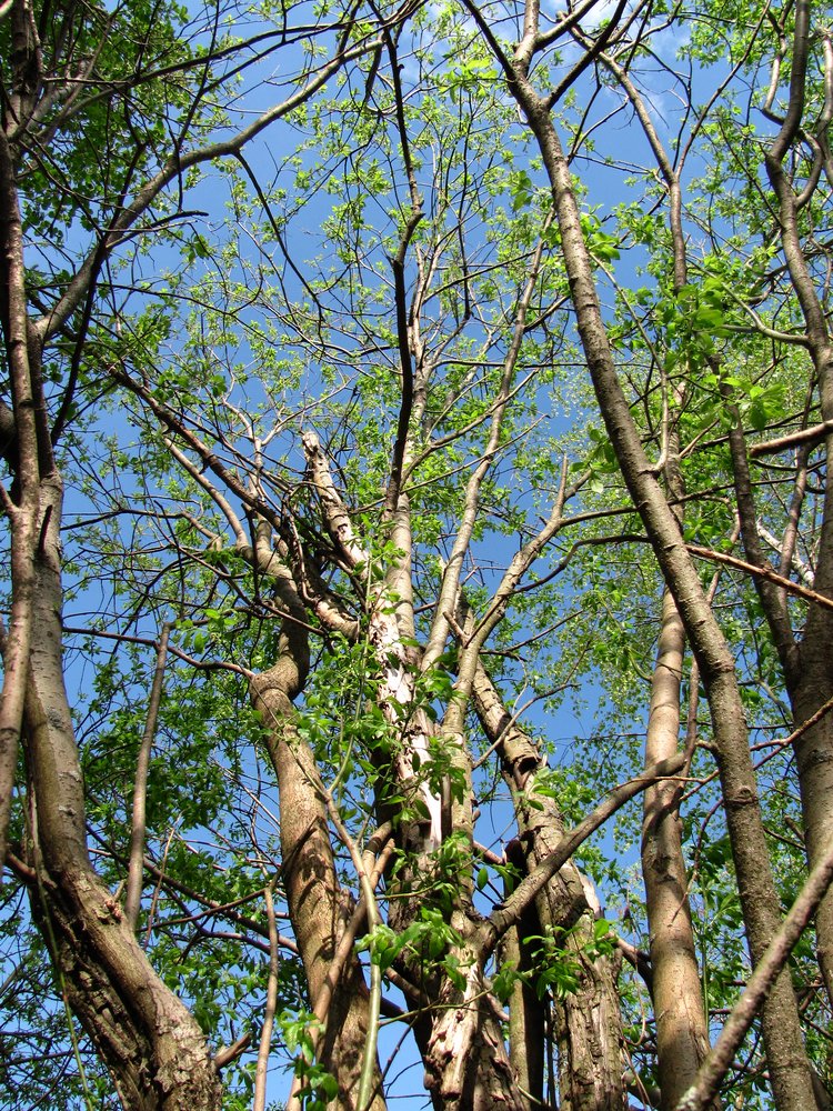 Image of Salix myrsinifolia specimen.