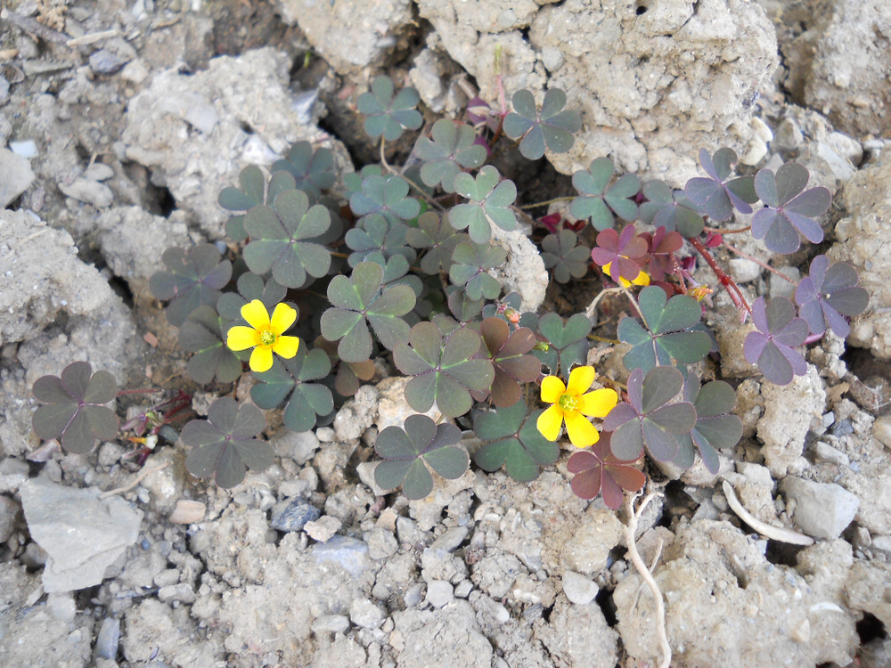 Изображение особи Oxalis corniculata.