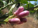 Citrus limon