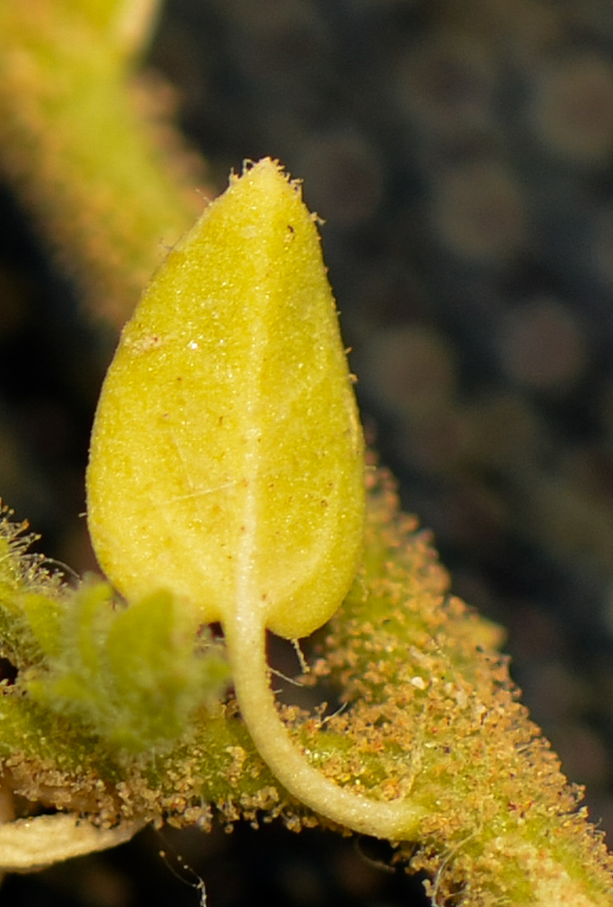 Image of Kickxia acerbiana specimen.