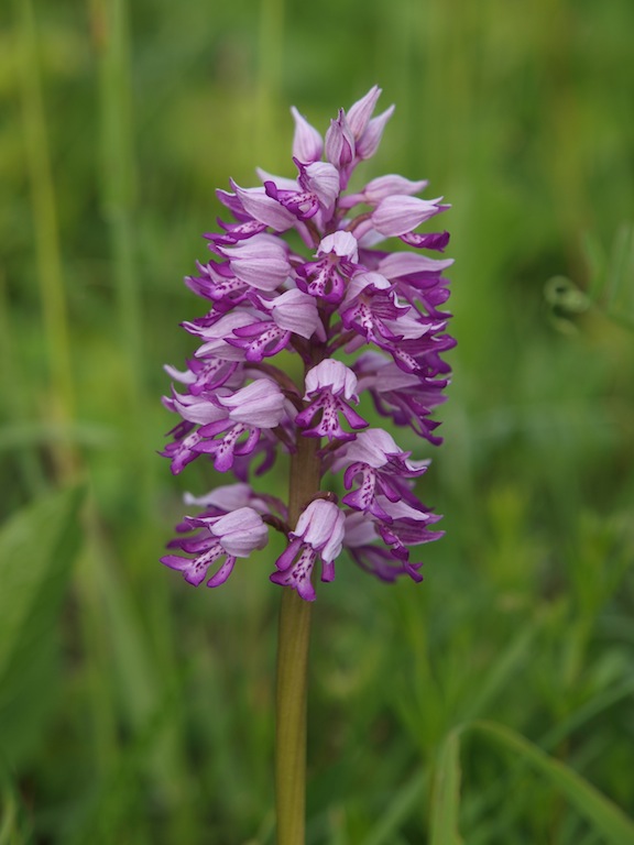 Image of Orchis militaris specimen.