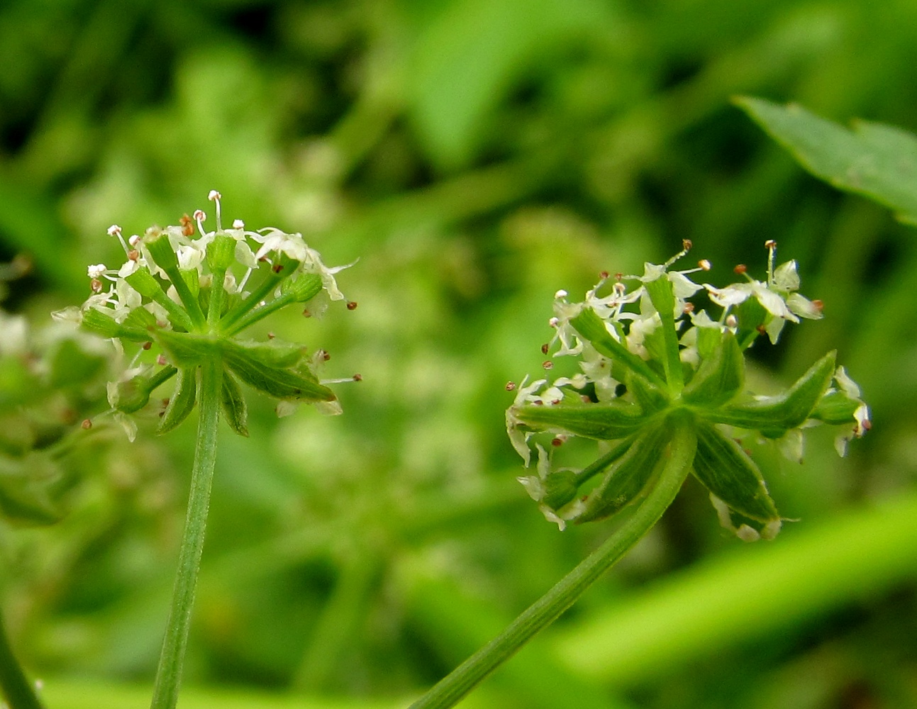 Изображение особи Berula erecta.