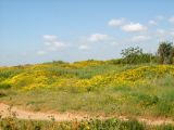 Glebionis coronaria. Аспект цветущих растений на закреплённых дюнных песках. Израиль, Шарон, г. Герцлия, высокий берег Средиземного моря. 01.04.2008.