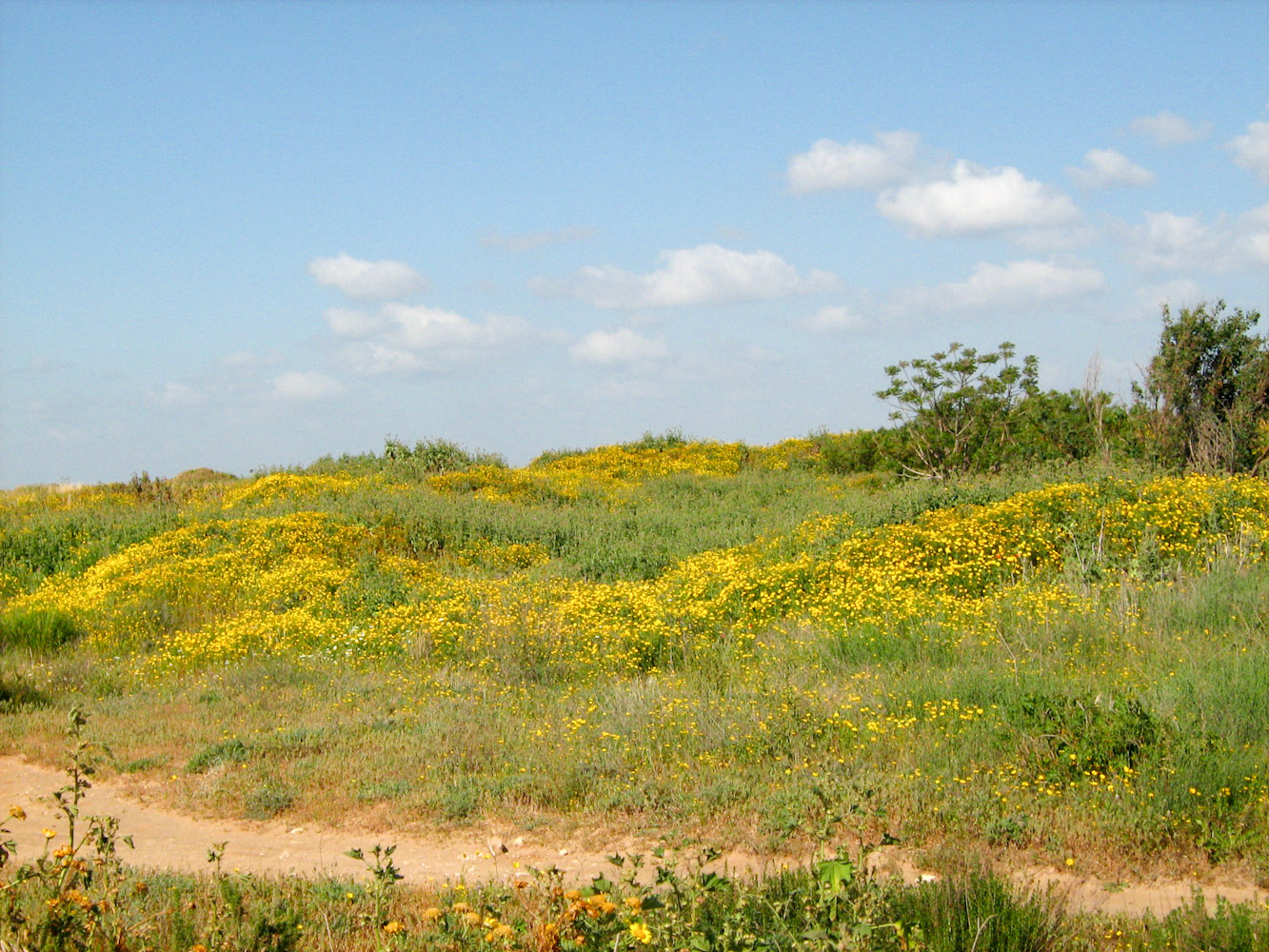 Image of Glebionis coronaria specimen.