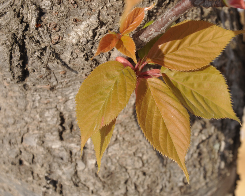 Image of Prunus serrulata var. lannesiana specimen.