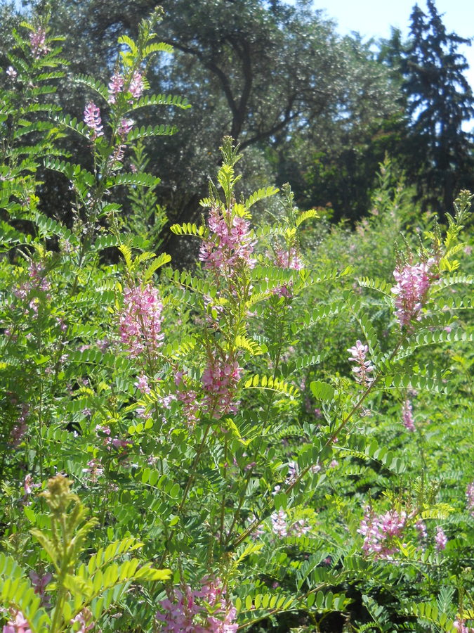 Изображение особи Indigofera heterantha.