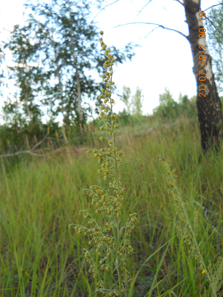 Изображение особи Artemisia latifolia.