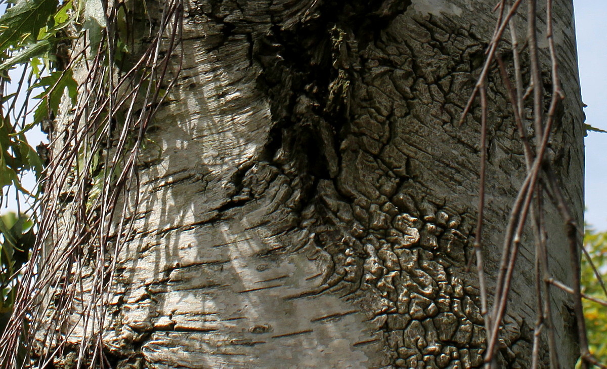 Изображение особи Betula pendula f. dalecarlica.