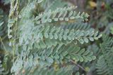 Sophora flavescens