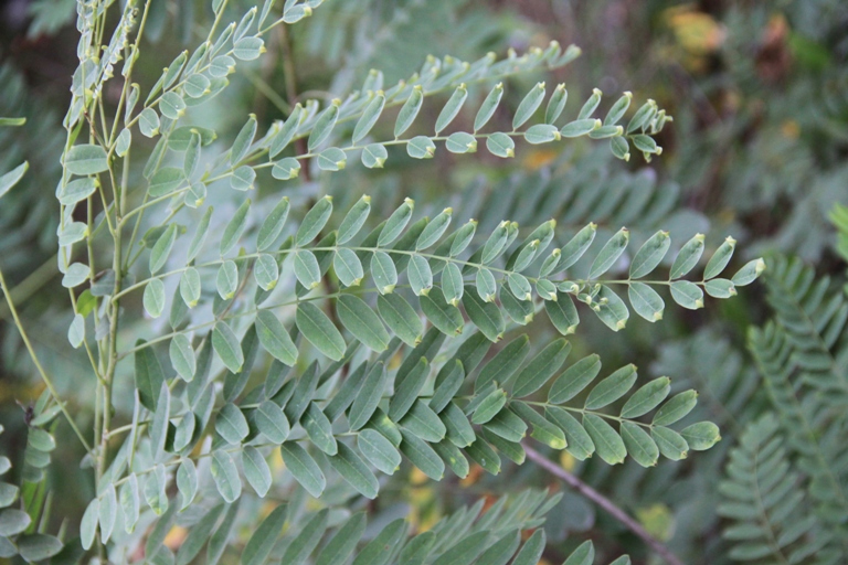 Изображение особи Sophora flavescens.