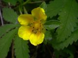 Potentilla reptans. Отцветающий цветок. Киев, луг возле Святошинских озёр. 18 июня 2008 г.