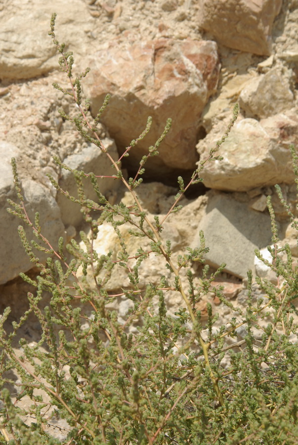Image of Bassia hyssopifolia specimen.
