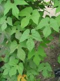 Ipomoea lobata