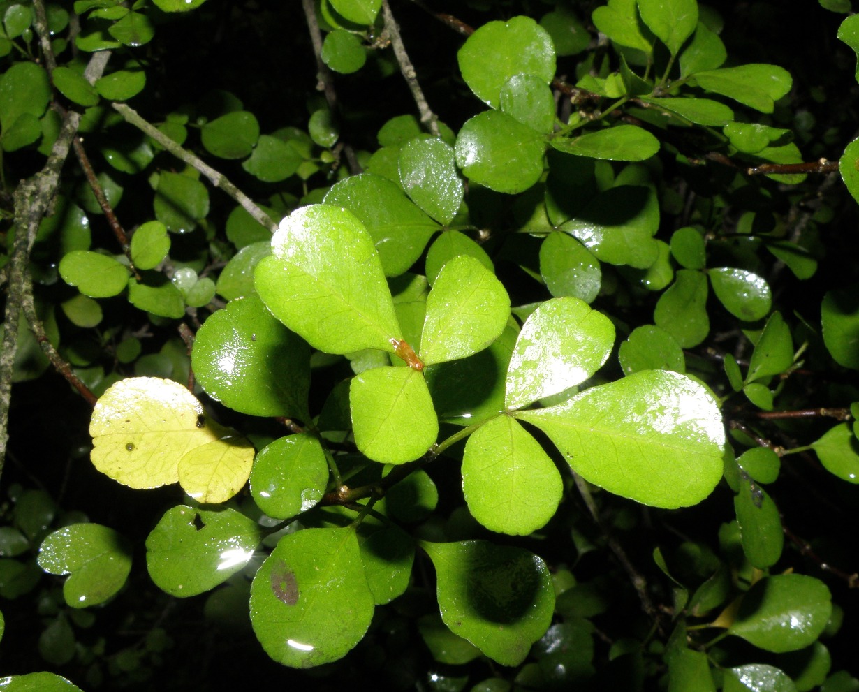 Изображение особи Melicope ternata.