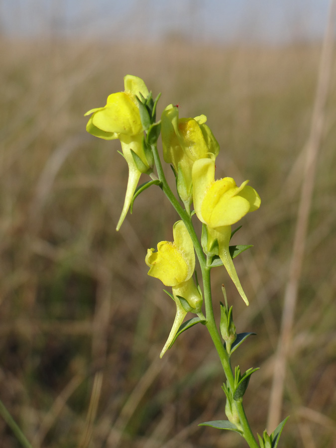 Изображение особи Linaria genistifolia.