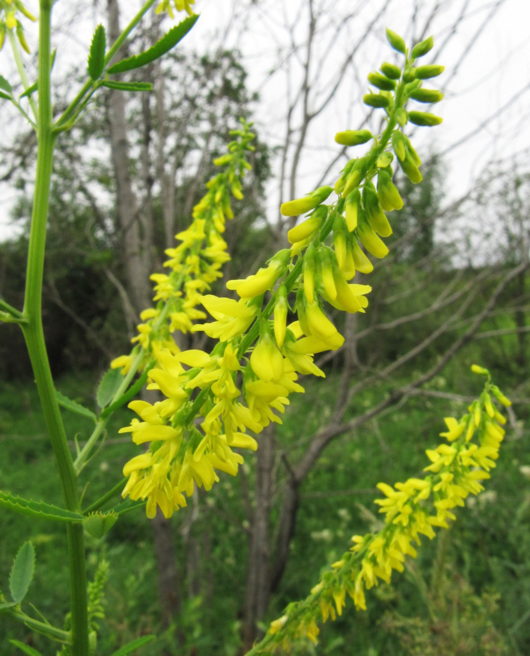 Изображение особи Melilotus officinalis.